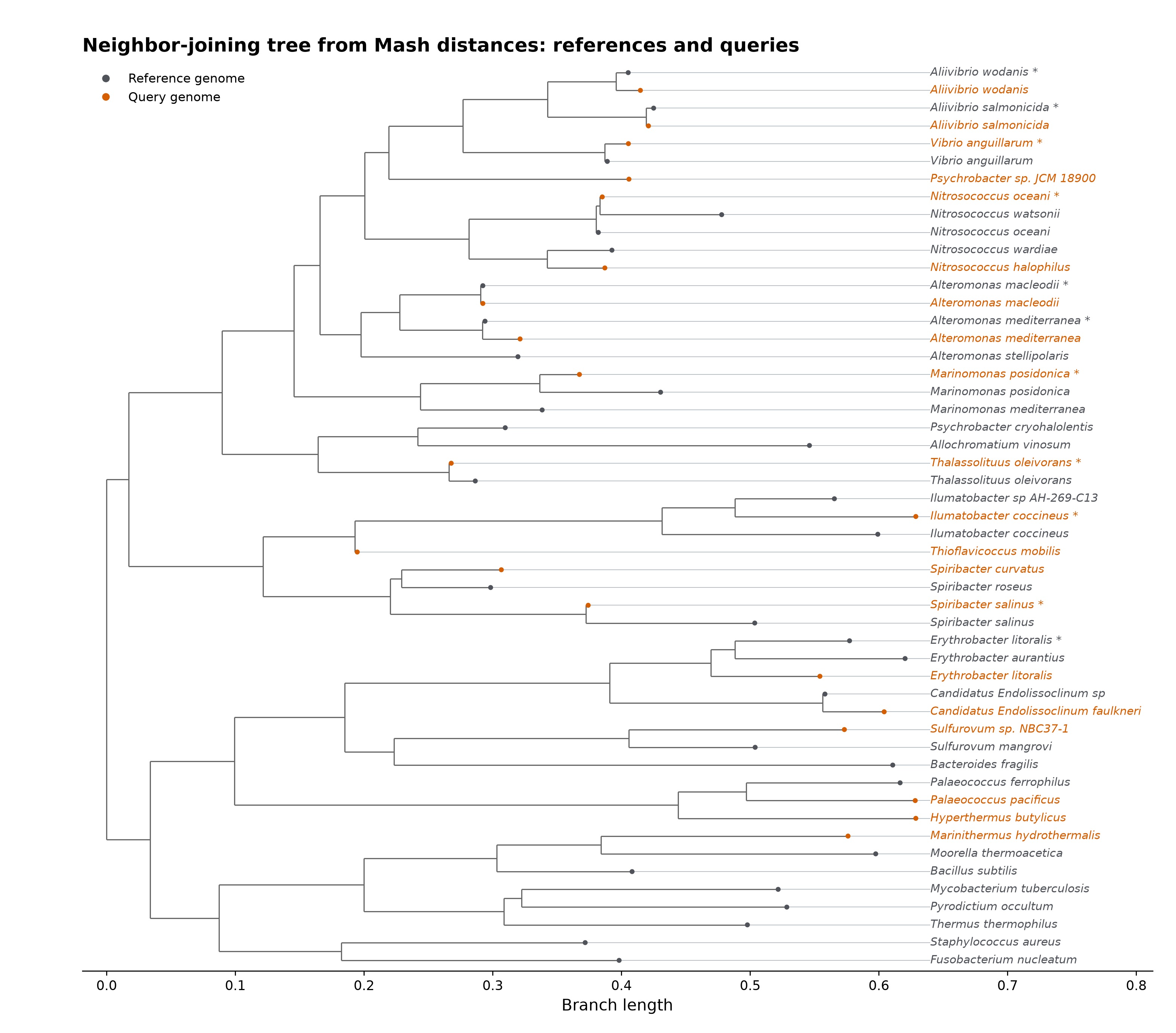 Mash neighbor-joining tree with all 31 reference genomes and all 20 query genomes as tips.